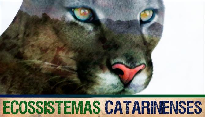 Ecossistemas Catarinenses