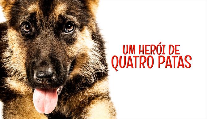 Um Herói de Quatro Patas