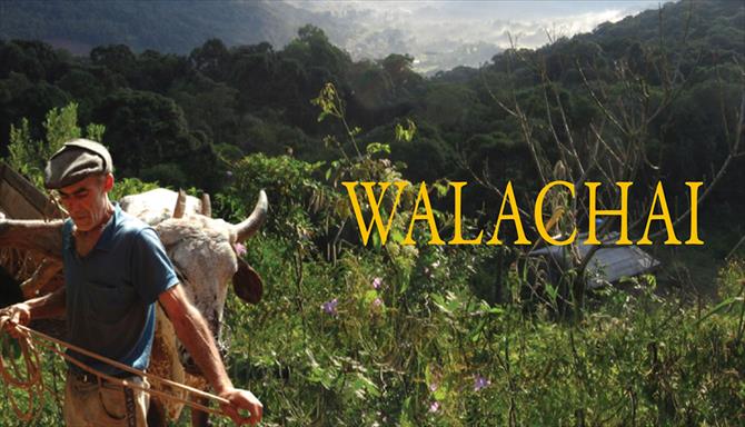 Walachai