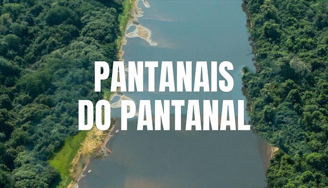 Pantanais do Pantanal